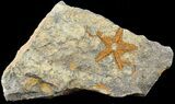 Ordovician Starfish (Petraster?) Fossil - Morocco #45070-1